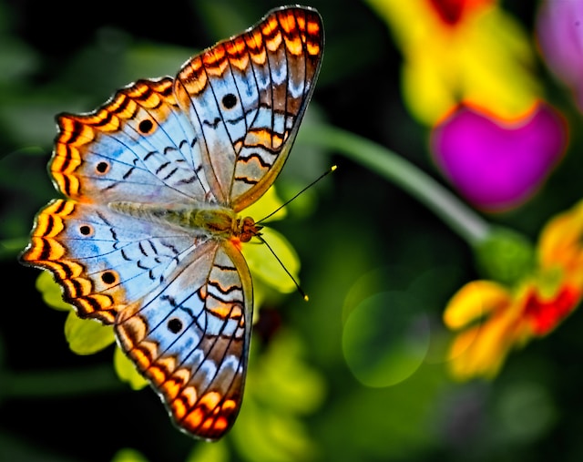 Butterfly Bling